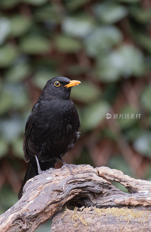 黑鸟（Turdus merula）